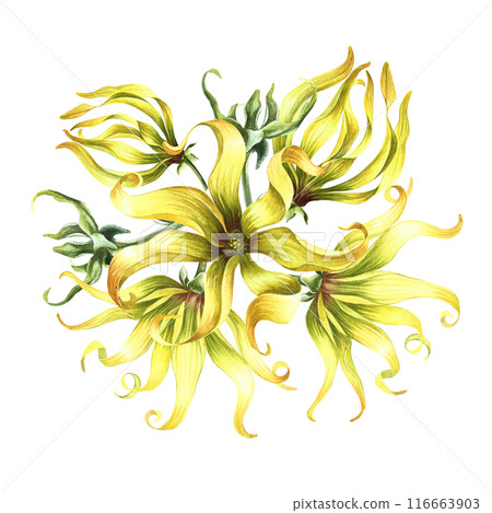 Kananga is fragrant. Ylang-ylang flowers. A bouquet of exotic fragrant yellow flowers. A hand-drawn watercolor illustration. A design element on an isolated background. Kananga is fragrant. Ylang-ylang flowers. A bouquet of exotic fragrant yellow flowers. A hand-drawn watercolor illustration. A design element on an isolated background. 116663903