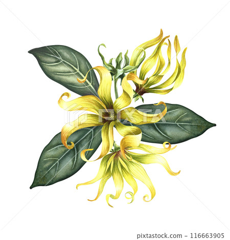 Kananga is fragrant. Ylang-ylang flowers. A bouquet of exotic fragrant yellow flowers with leaves. A hand-drawn watercolor illustration. A design element on an isolated background. Kananga is fragrant. Ylang-ylang flowers. A bouquet of exotic fragrant yellow flowers with leaves. A hand-drawn watercolor illustration. A design element on an isolated background. 116663905