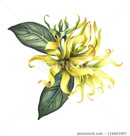 Kananga is fragrant. Ylang-ylang flowers. A bouquet of exotic fragrant yellow flowers with leaves. A hand-drawn watercolor illustration. A design element on an isolated background. Kananga is fragrant. Ylang-ylang flowers. A bouquet of exotic fragrant yellow flowers with leaves. A hand-drawn watercolor illustration. A design element on an isolated background. 116663907