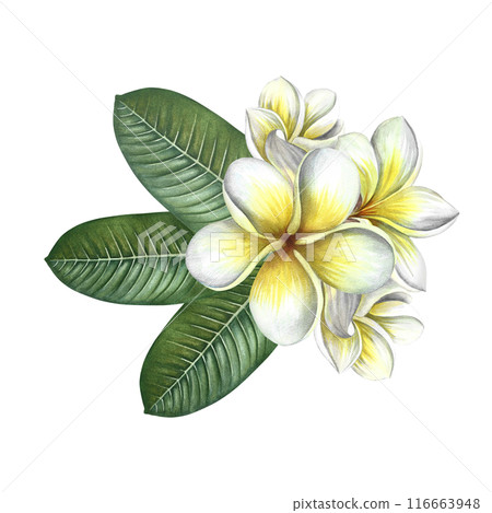 Plumeria. A bouquet of exotic tropical fragrant frangipani flowers. A hand-drawn watercolor illustration. An element of the design of packaging, postcards and labels. For banners, flyers, and posters. Plumeria. A bouquet of exotic tropical fragrant frangipani flowers. A hand-drawn watercolor illustration. An element of the design of packaging, postcards and labels. For banners, flyers, and posters. 116663948