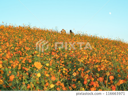 秋天的日立海濱公園瞭望台山坡上,黃色的波斯菊盛開 秋天的日立海濱公園瞭望台山坡上,黃色的波斯菊盛開 116663971