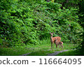 Deer and parents 116664095