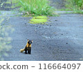 Japanese marten (close-up) 116664097