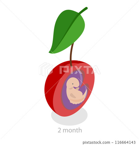 3D Isometric Flat Vector Illustration of Embryo Monthly Growth Stages, Human Fetus Development. Item 5 3D Isometric Flat Vector Illustration of Embryo Monthly Growth Stages, Human Fetus Development. Item 5 116664143