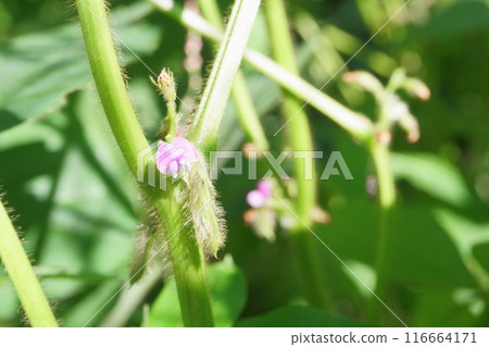 soybean flower in soybean field soybean flower in soybean field 116664171