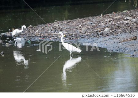 white egret birds standing in a river next to a pile of trash. white egret birds standing in a river next to a pile of trash. 116664530