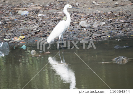 A white egret wading in a pond with a rocky shore in the background. 116664844