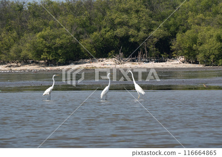 white egrets standing in a shallow body of water with trees in the background. white egrets standing in a shallow body of water with trees in the background. 116664865
