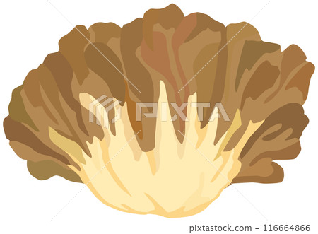 Simple Maitake mushroom illustration vector material 116664866