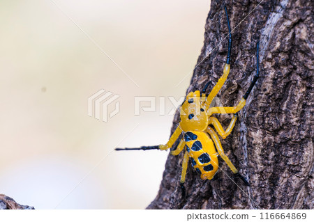 an eight spotted crab spider or Platythomisus octomaculatus. 116664869