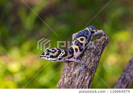 a type of anole lizard. Anoles are arboreal lizards 116664874