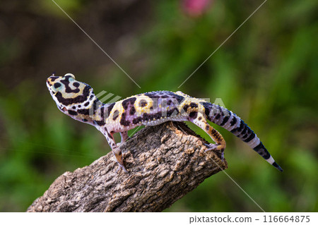 a type of anole lizard. Anoles are arboreal lizards a type of anole lizard. Anoles are arboreal lizards 116664875