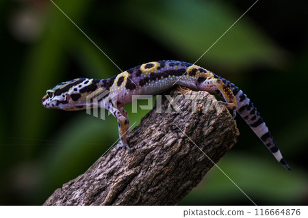 a type of anole lizard. Anoles are arboreal lizards a type of anole lizard. Anoles are arboreal lizards 116664876