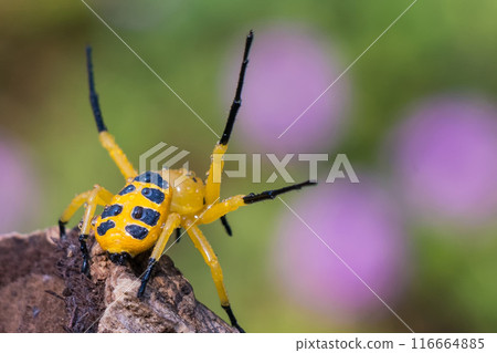 an eight spotted crab spider or Platythomisus octomaculatus. 116664885