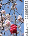 Two color cherry tree 116665282