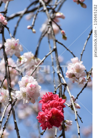 兩種顏色的櫻桃樹 116665282