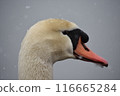Profile of swan 116665284