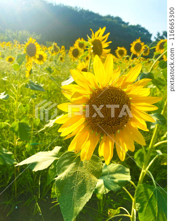 仲夏藍天和大向日葵 116665300