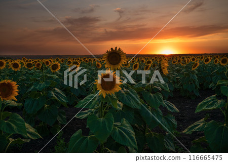 a large beautiful field of sunflowers on the background of an orange sunset a large beautiful field of sunflowers on the background of an orange sunset 116665475