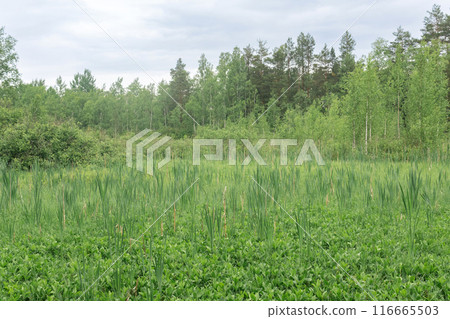 Green fen with sedge and bogbeans in the forest Green fen with sedge and bogbeans in the forest 116665503
