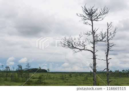 wild grassy fen landscape in cloudy day, natural swamp background with dry trees on a foreground wild grassy fen landscape in cloudy day, natural swamp background with dry trees on a foreground 116665515