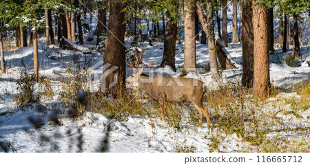 Wild mule deer eating weeds foraging in a snowy forest in winter. Wild mule deer eating weeds foraging in a snowy forest in winter. 116665712