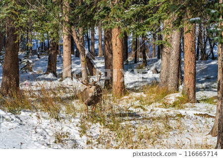 Wild mule deer eating weeds foraging in a snowy forest in winter. Wild mule deer eating weeds foraging in a snowy forest in winter. 116665714