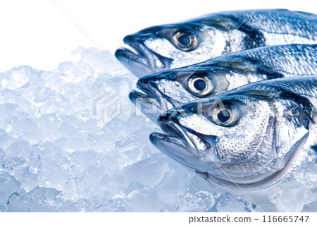 Close-up of fish heads on ice, isolated on white background. 116665747