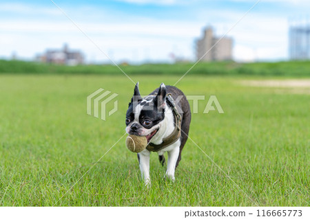 波士頓梗犬玩球 波士頓梗犬玩球 116665773