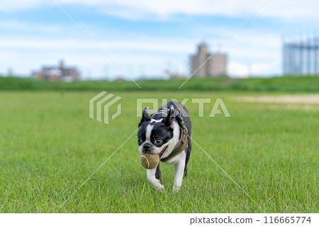 波士頓梗犬玩球 波士頓梗犬玩球 116665774