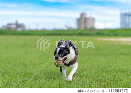 波士頓梗犬玩球 波士頓梗犬玩球 116665775