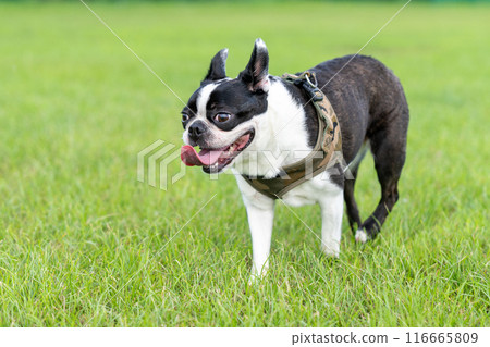 Boston Terrier 116665809