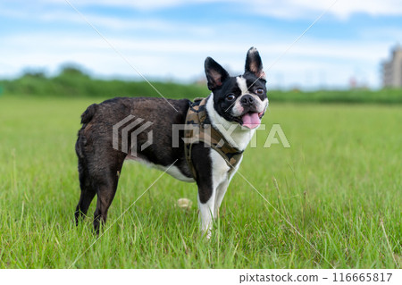 Boston Terrier Boston Terrier 116665817