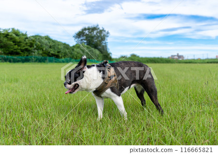 Boston Terrier Boston Terrier 116665821