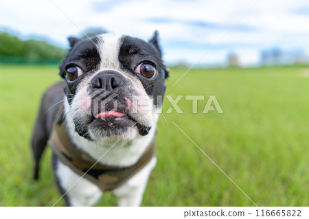 Boston Terrier Boston Terrier 116665822