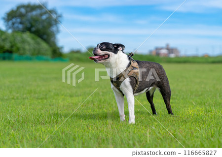 Boston Terrier Boston Terrier 116665827