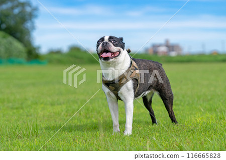 Boston Terrier Boston Terrier 116665828