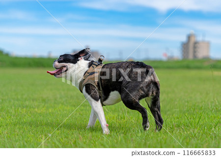 Boston Terrier 116665833