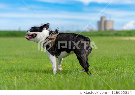 Boston Terrier Boston Terrier 116665834