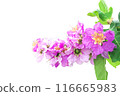 Lagerstroemia speciosa Pers on white background 116665983