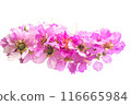 Lagerstroemia speciosa Pers on white background 116665984