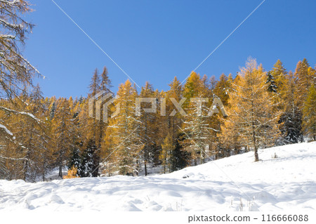 Larches in autumn dress on snow covered ground Larches in autumn dress on snow covered ground 116666088