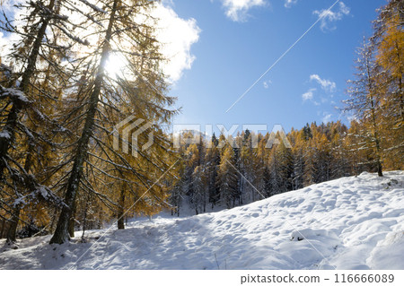 Larches in autumn dress on snow covered ground 116666089