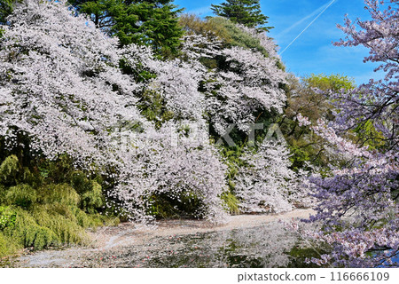 Cherry blossoms in Takaoka Castle Park, full-bloomed cherry blossoms reflected on the water, tourist spot in Toyama Prefecture 116666109