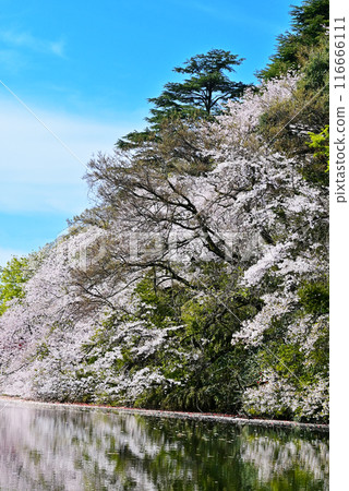 富山縣旅遊勝地高岡城公園,櫻花盛開,倒映在水面上 富山縣旅遊勝地高岡城公園,櫻花盛開,倒映在水面上 116666111