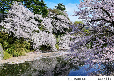 Cherry blossoms in Takaoka Castle Park, full-bloomed cherry blossoms reflected on the water, tourist spot in Toyama Prefecture Cherry blossoms in Takaoka Castle Park, full-bloomed cherry blossoms reflected on the water, tourist spot in Toyama Prefecture 116666115