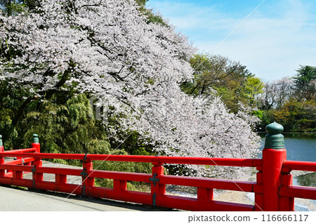 Cherry blossoms in Takaoka Castle Park, full-bloomed cherry blossoms and a red bridge, tourist spot in Toyama Prefecture Cherry blossoms in Takaoka Castle Park, full-bloomed cherry blossoms and a red bridge, tourist spot in Toyama Prefecture 116666117