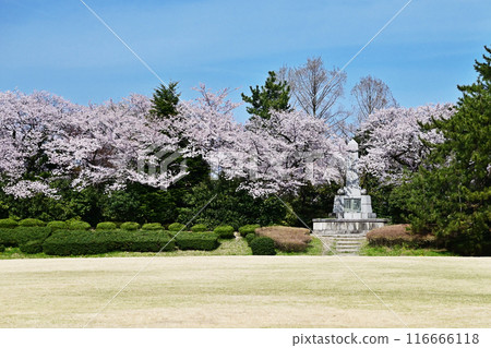 櫻花盛開的高岡城公園,櫻花和草坪,富山縣旅遊勝地 櫻花盛開的高岡城公園,櫻花和草坪,富山縣旅遊勝地 116666118