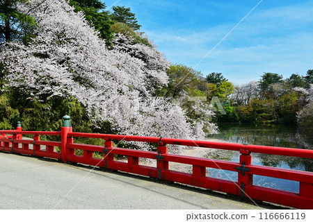 Cherry blossoms in Takaoka Castle Park, full-bloomed cherry blossoms and a red bridge, tourist spot in Toyama Prefecture Cherry blossoms in Takaoka Castle Park, full-bloomed cherry blossoms and a red bridge, tourist spot in Toyama Prefecture 116666119