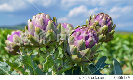 Bountiful artichoke harvest on a sun-kissed plantation in summer 116666159